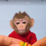 �������, 32 ����, ������