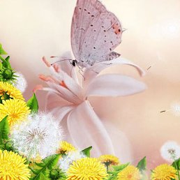 O K S A, ������-��-����, 47 ���