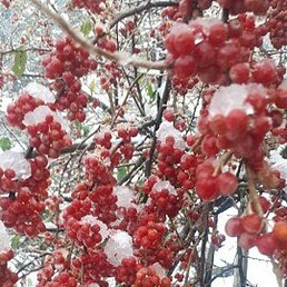 Kriss, ���, 38 ���