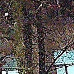 ���������, ������, 33 ����