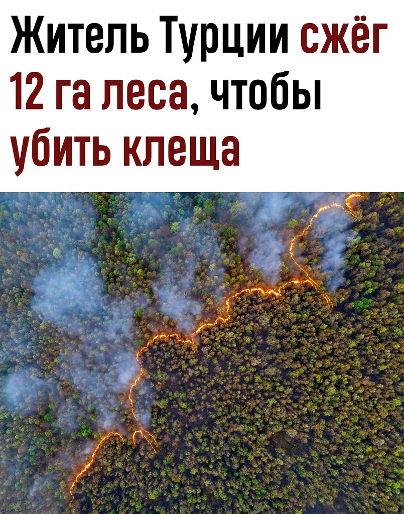 Житель Турции сжёг 12 га леса ради борьбы с клещом.В окрестностях города Маниса мужчина поджёг ...