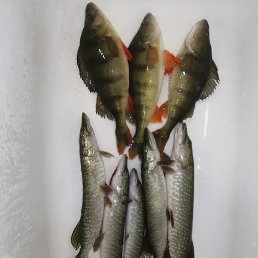 ����, ���������, 47 ���