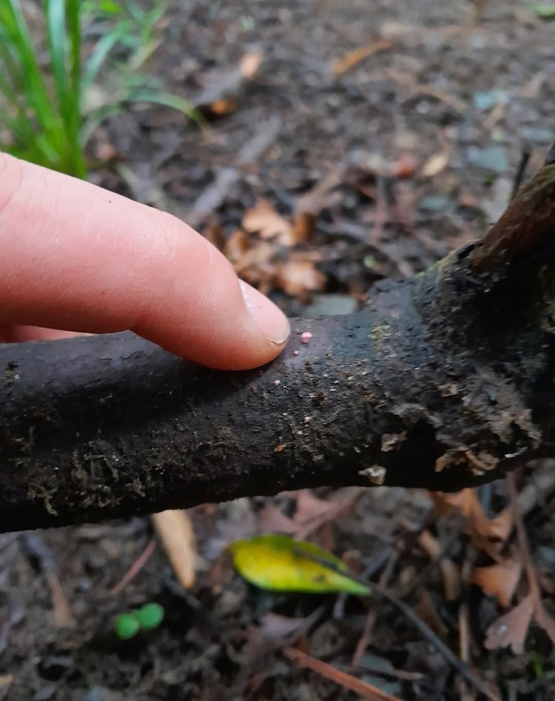  Mycena roseoflava -  ,      .  ... - 3