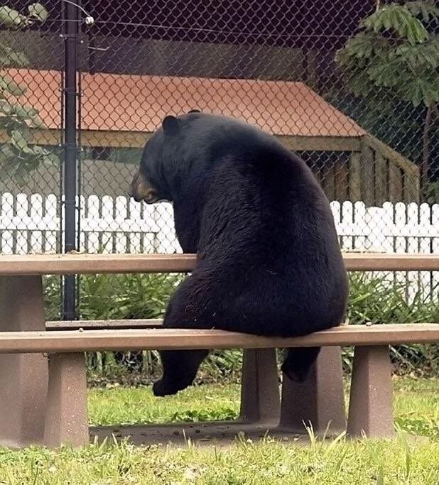      -   ,      , ... - 2