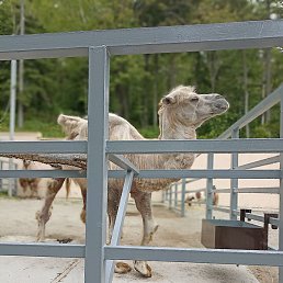 �����, ������, 41 ���