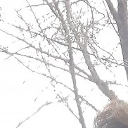 ������, 55 ���, ������