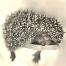 �����, ������������, 53 ����