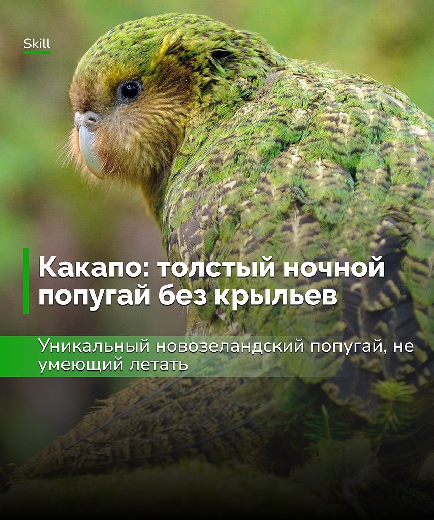 Какапо — идеальный тотем для тех, кто любит поспать и избегать усилий. Новый герой ленивцев, летать ...
