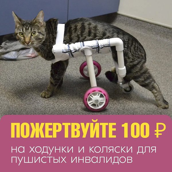 Цена спасённой невинной жизни - любое ваше пожертвование! Просим прочесть! Друзья, ситуация близка к ...