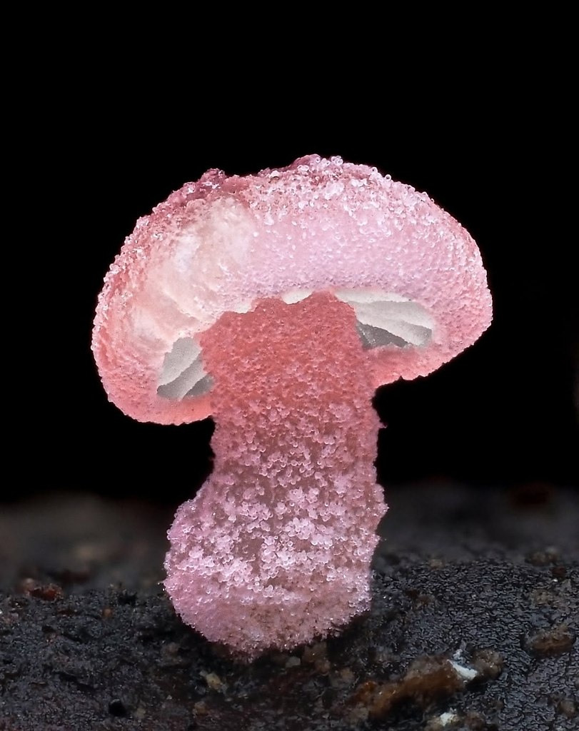  Mycena roseoflava -  ,      .  ...