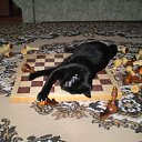  !, , 51  -  17  2025    