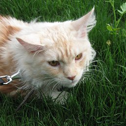 ������, ���������, 62 ����