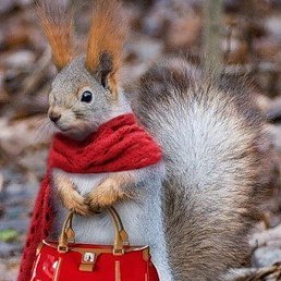 �������, ���������� �����, 41 ���