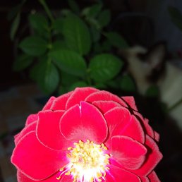 �������, �����-���������, 68 ���