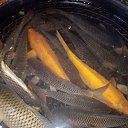 ���� Robeng, �����������, 27 ��� - ��������� 22 ������� 2023 � ������ ���� ����������
