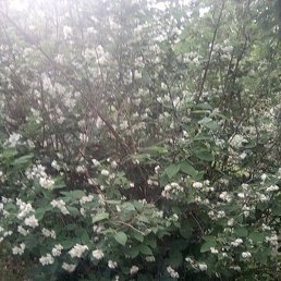 ������, ������, 59 ���