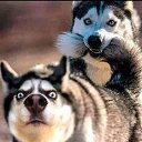 ���� * * * ���������, ������� - ��������� 8 ������� 2025 � ������ ���� ����������