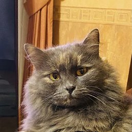 ������, ������