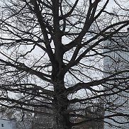 Dmitrijs, 44 ����, ����