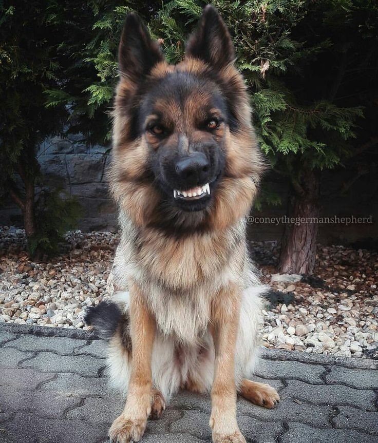    ...      - .