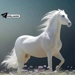 Alimardon, �����, 34 ����