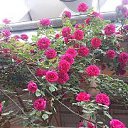 ���� Adamov, ����, 40 ��� - ��������� 4 ��� 2026