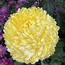  , -, 60  -  15  2025   2025