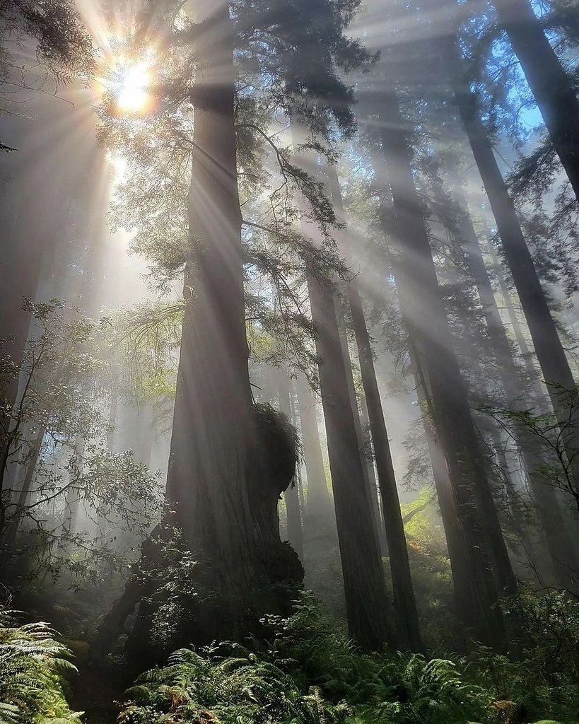 Завораживающая игра света среди деревьев Северной Калифорнии - 2