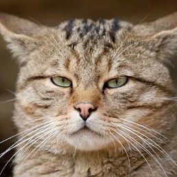 ��������, ������, 43 ����