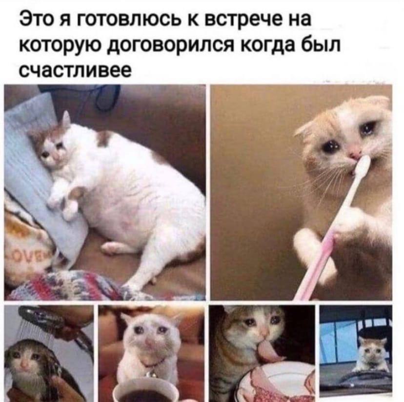 Коты с утра мем Эти забавные животные опубликовал пост от 24 января 2024 в 11:40 Фотострана Пост