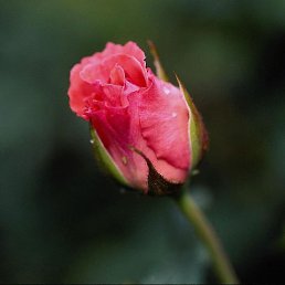 �������, ������, 35 ���