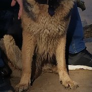 ���������, 50 ���, �����