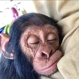 ���� ���������, ���������, 43 ���� - ��������� 7 ������� 2025