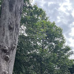 �������, �����-���������, 55 ���