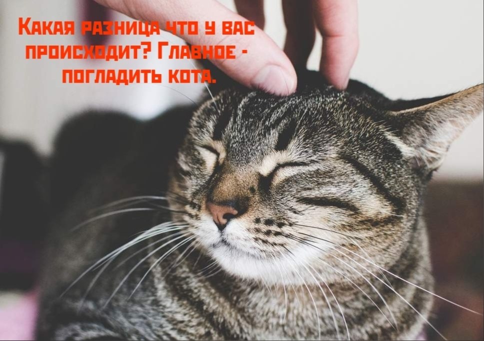 Коты-самое лучшее лекарство - 9