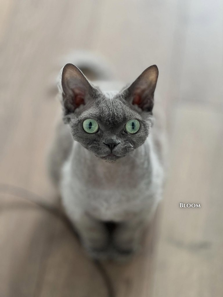  eea, o o o o ae o-o poe aa o aoea pa, oo o ocoo ... - 4