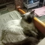 �������, 45 ���, �����