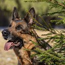  ***Anomaly***, - -  23  2025     .)