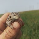  Igor, , 46  -  3  2025    