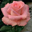 ���� ����� ����������, ������, 61 ��� - ��������� 23 ������ 2025 � ������ ���� ����������