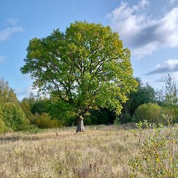 ����, �����-���������, 36 ���