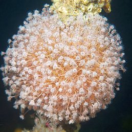 �������, �����������, 49 ���