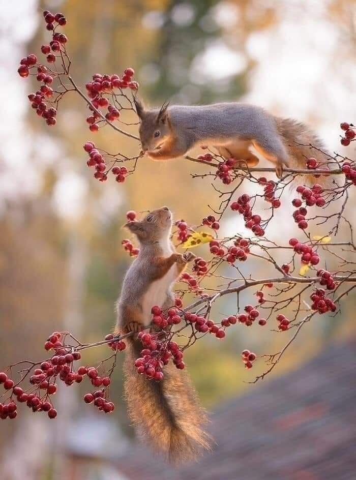 :) ,      (Geert Weggen)    .  ... - 3