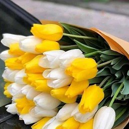 ���� Dina, �������, 46 ��� - ��������� 8 ����� 2026