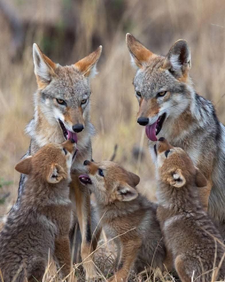 :) ׸      ,   ,       ...