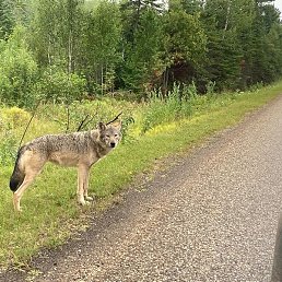 Agol, ������