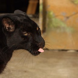 �������, ���������, 41 ���