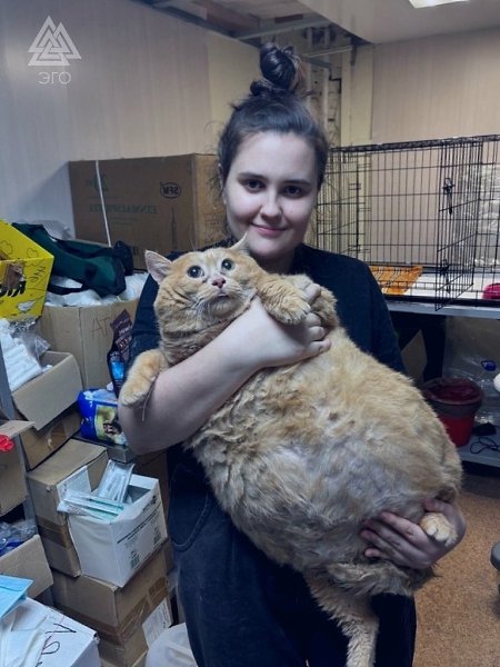 Пермский кот Крошик весит 17 кг.Котик жил в подвале больницы и сотрудники постоянно кормили его ...