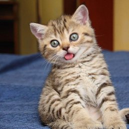 ����, �����������, 26 ���