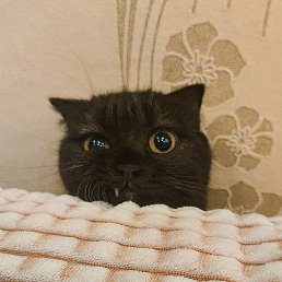 �����, ��������, 53 ����